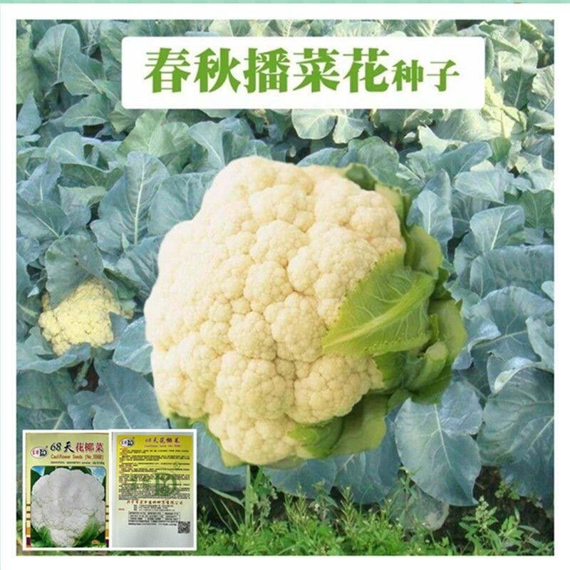 種子 花椰菜種子白色花椰菜種子早熟緊花菜高產白花菜種子四季蔬菜種子/種籽