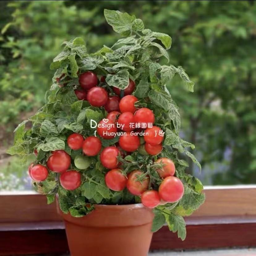 矮生番茄無需搭架番茄盆栽番茄/黑櫻桃/維爾瑪/甜百萬蔬菜種子番茄兮兒花坊
