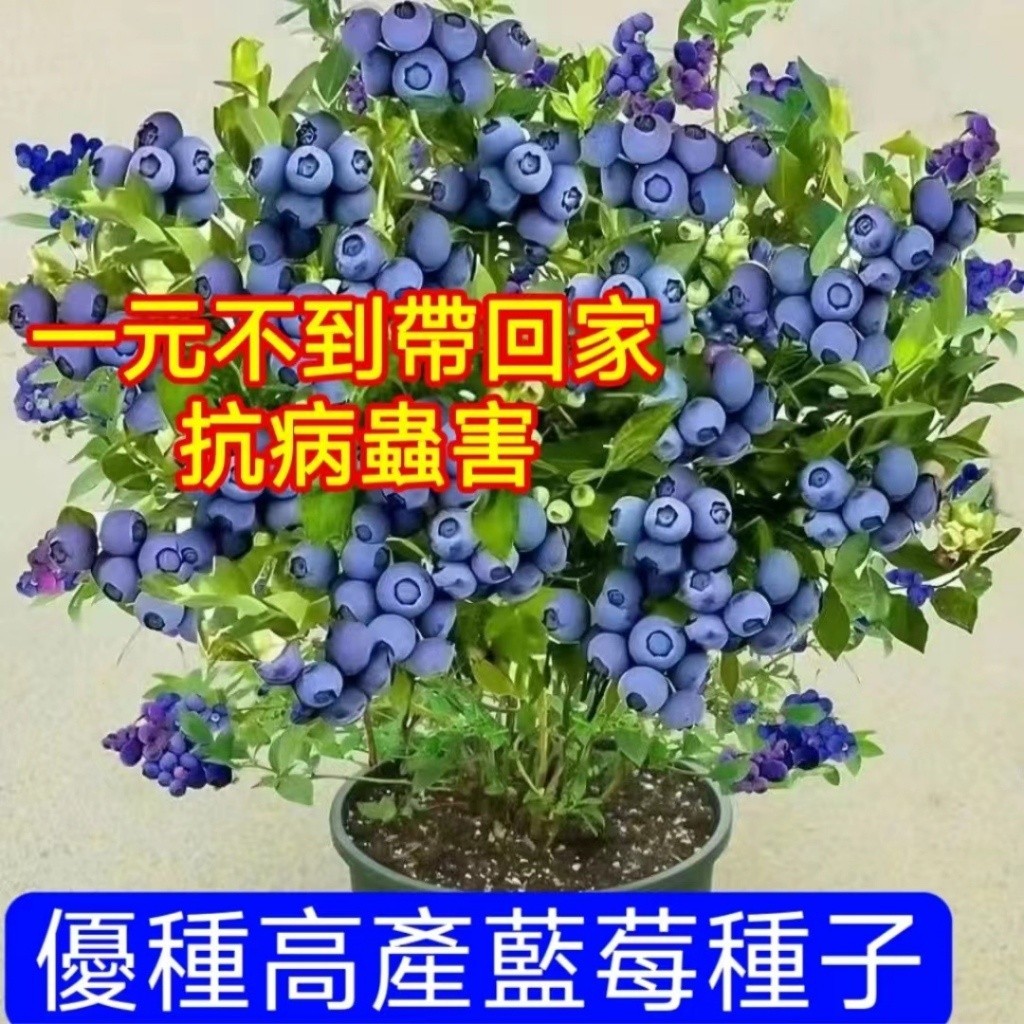 🍓免運附發票🍓【藍莓種子種球】熱銷十二款藍莓種子 樹莓種子 個大超甜藍莓 四季種植盆栽地栽 小院陽台種植 盆栽藍莓 熱銷