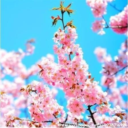 🔥台灣多款櫻花種子🔥 稀有品種八重大島日本晚櫻 櫻花種籽 超低價