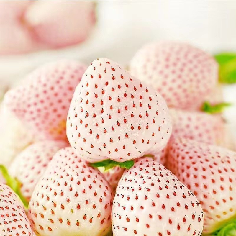花間故事 精選奶油草莓種子 雪兔草莓種子 超多品種可選 當年結果種植結果超多易管理 自己種植過程