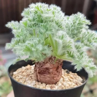 花間故事 稀有多肉 羽葉洋葵多肉種子 碧光環兔耳朵 混合羅摩科 大倉角殿多肉種子