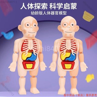 限時下殺 路損包賠兒童啟智DIY拼裝模擬人體器官模型擺件STEAM醫學早教科教益智玩具ｄｚ77