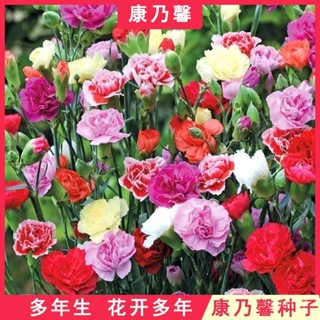 康乃馨花種子四季花卉觀花植物室內花開花不斷盆栽庭院花籽易種活【酷農種業】