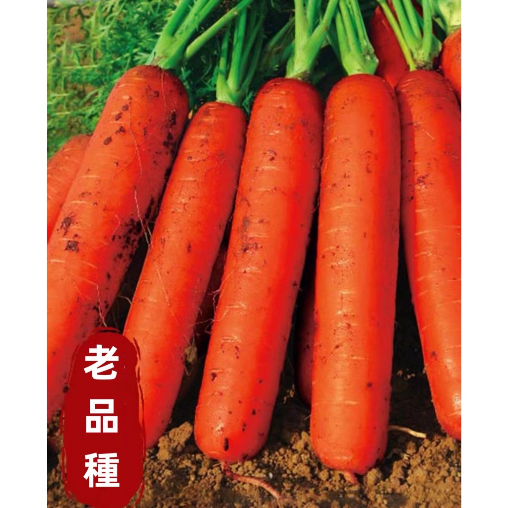 老品種胡蘿蔔種子 紅水果蘿蔔種子 蔬菜種子 胡蘿蔔 SH011高产量