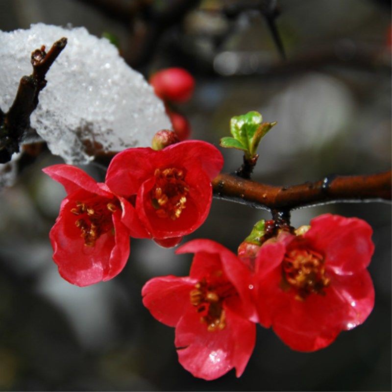 💕台灣💋紅梅花種子 稀有梅花種子 多款梅花種子 可選擇 超低價 發芽率超高95%