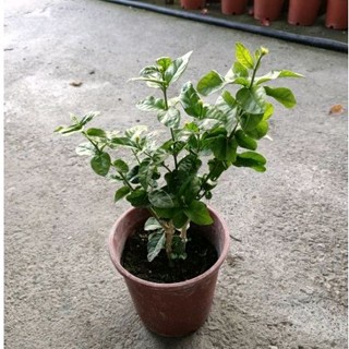 虎頭茉莉☆定價160☆6吋盆