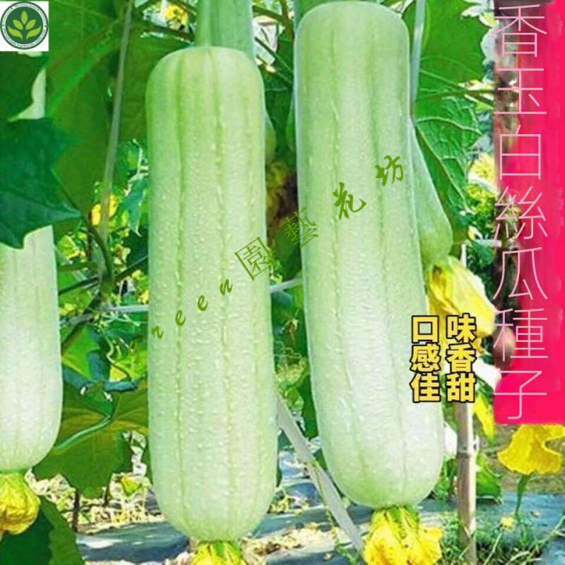 🌱【高産優質】香玉白絲瓜種子香糯白絲瓜口感佳易種庭院四季蔬菜種 種子 種籽【green園藝花坊】