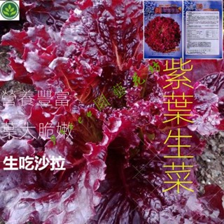 🌱生菜種子紫葉漢堡沙拉生菜高産耐熱耐寒田園庭院盆栽四季蔬菜種子 種子 種籽【green園藝花坊】