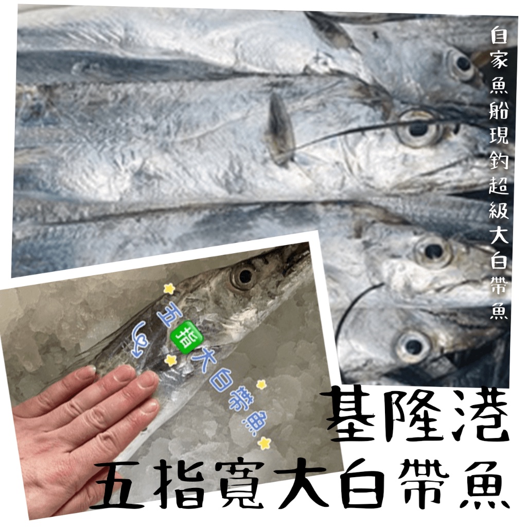【潮鮮世代】基隆港現釣五🈯️寬大白帶魚