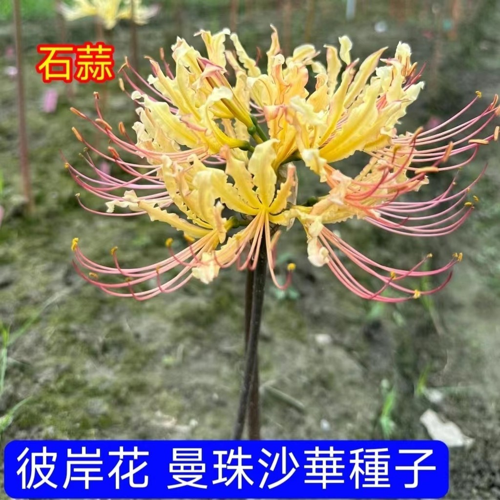 💥💥【彼岸花種子】曼珠沙華花籽 石蒜花 紀念親友 半喜陰植物 小院陽台種植 花卉種子 可盆栽地栽 品種豐富 四季可種