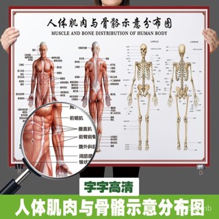 🔥熱賣/可開發票統編/免運🔥 人體骨骼圖掛圖器官內臟結構圖海報脊柱圖解肌分佈解剖掛圖2138 5HCN