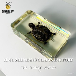 崑蟲標本 標本 蝴蝶 小擺件 甲蟲 樹脂標本 禮物 景區熱賣真實巴西龜烏龜標本黃底樹脂琥珀兒童敎學科普玩具擺件