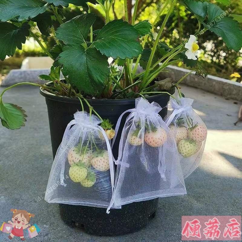 草莓套袋專用袋無花果袋櫻桃袋育果葡萄袋防蟲防鳥防塵套袋防鳥袋