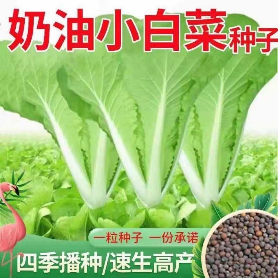 奶油小白菜種子 一年四季播種速生耐熱耐寒抗病高産農傢青菜種籽蔬菜種子【酷農種業】