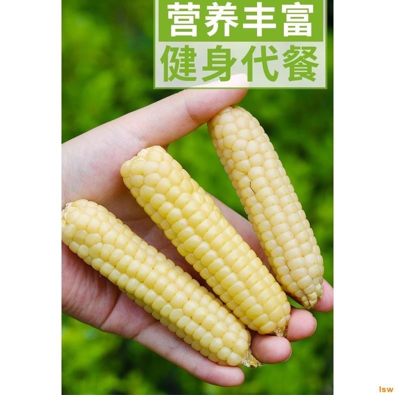 【台灣✨有貨】【營養早餐】香糯小拇指玉米 小玉米 小份玉米 非轉基因 新鮮白糯玉米棒  蔬菜 健康 卽食