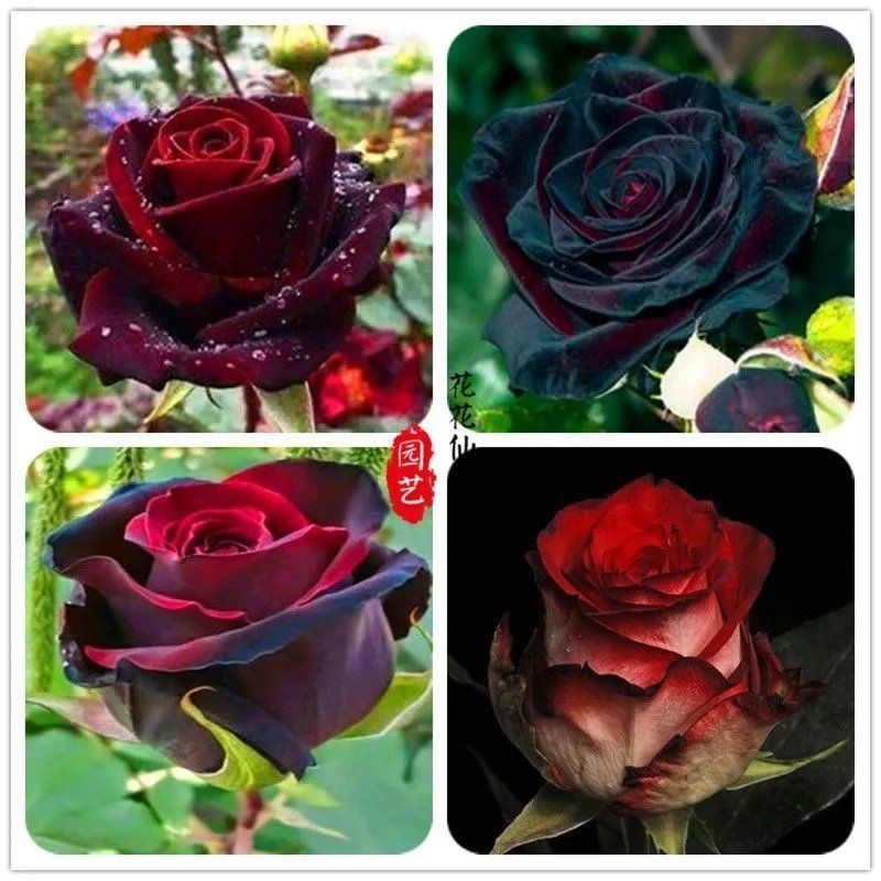 ✿名貴玫瑰花種子✿精選種子 稀有黑玫瑰 多款可選擇 超低價格 超高發芽率 80%