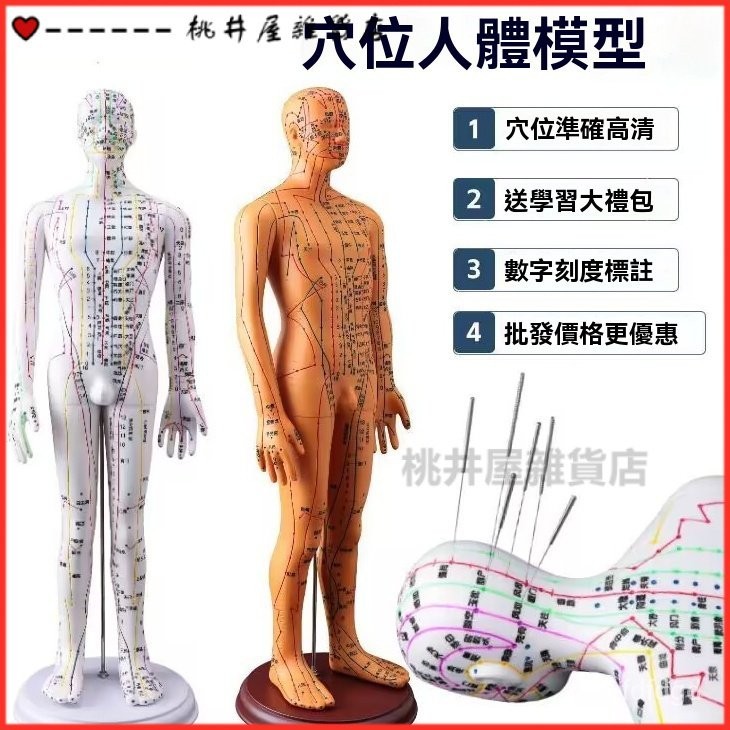 可開發票人體針灸模型人經絡穴位全身中醫十二銅人模特圖練習小皮人可紮針 人體模型 器官模型 人體針灸模型 人體模型