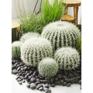 ▼JVW北歐模擬白刺仙人球盆栽擺件大號假綠植盆景裝飾熱帶沙漠植物造景