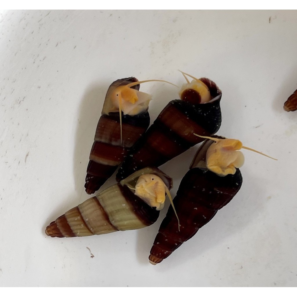 【彩蝦屋】蘇拉威西橙兔螺 3公分 除藻 殘餌 水族