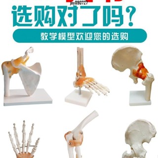 人體穴位模型 人體膝關節模型肩關節肘關節手關節腳關節髖關節模型1:1骨骼模型 人體模型 穴位模型 骨骼模型 器官模型