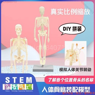 限時下殺 路損包賠人體模擬骨架骨骼兒童醫學早教DIY組裝解剖結構模型科教類玩具ｄｚ77