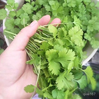 大葉香菜種子 四季易種耐熱耐陽臺盆栽蔬菜種子農傢大葉香菜【酷農種業】