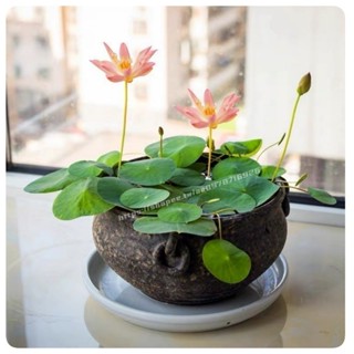免運大熱銷【水培碗蓮花種子】一份50粒 已開口 稀有品種 四季開花 碗蓮種子 荷花種子 睡蓮種子 盆栽水養生睡蓮