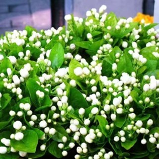 🔥🔥現貨 21款 茉莉花種子 100粒 茉莉花 稀有重辦 室內外種植 觀賞盆栽 虎頭茉莉花 清香濃鬱 四季常青 發芽率高