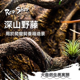 ✨天然枯木樹枝沉木造景 爬寵 蜥蜴守宮躲避屋 守宮屋 躲藏 躲避屋 躲藏洞 守宮 石龍子 蜥蜴 蠍子 蛇爬寵攀爬木鬃