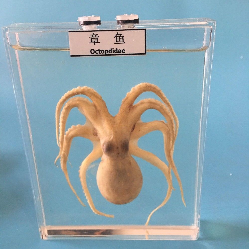 【賣傢優選】真實動物標本盒海洋生物鯊魚鯽魚海螺蝸牛壁虎蛇蜘蛛蛙的髮育浸