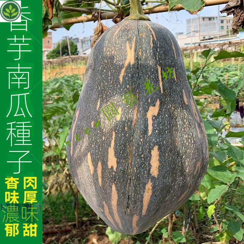 🌱原裝香芋南瓜種子正宗香芋味早熟高産密本南瓜種籽子甜糯蔬菜種籽 種子 種籽【green園藝花坊】