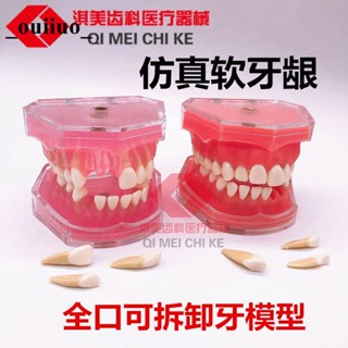 ❤免運❤牙科口腔模擬教學模型練習排牙備拔牙模型拆卸牙齒軟牙齦全口可拔*