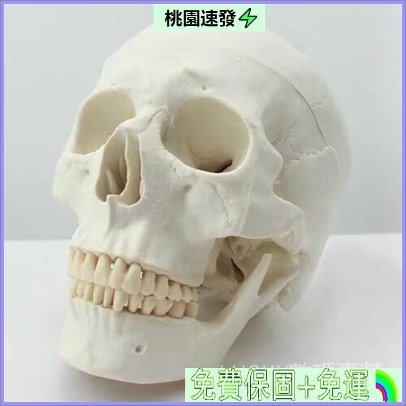 💨台貨🐇人頭骨模型1:1人體頭顱骨模型成人頭骨模型醫用敎學模型 頭骨模型