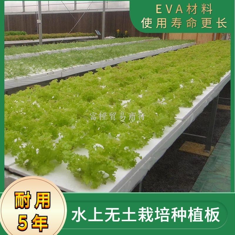 水培種植蔬菜50孔泡沫漂浮板魚塘種菜無土栽培設備溫室大棚育苗盤fucheng268