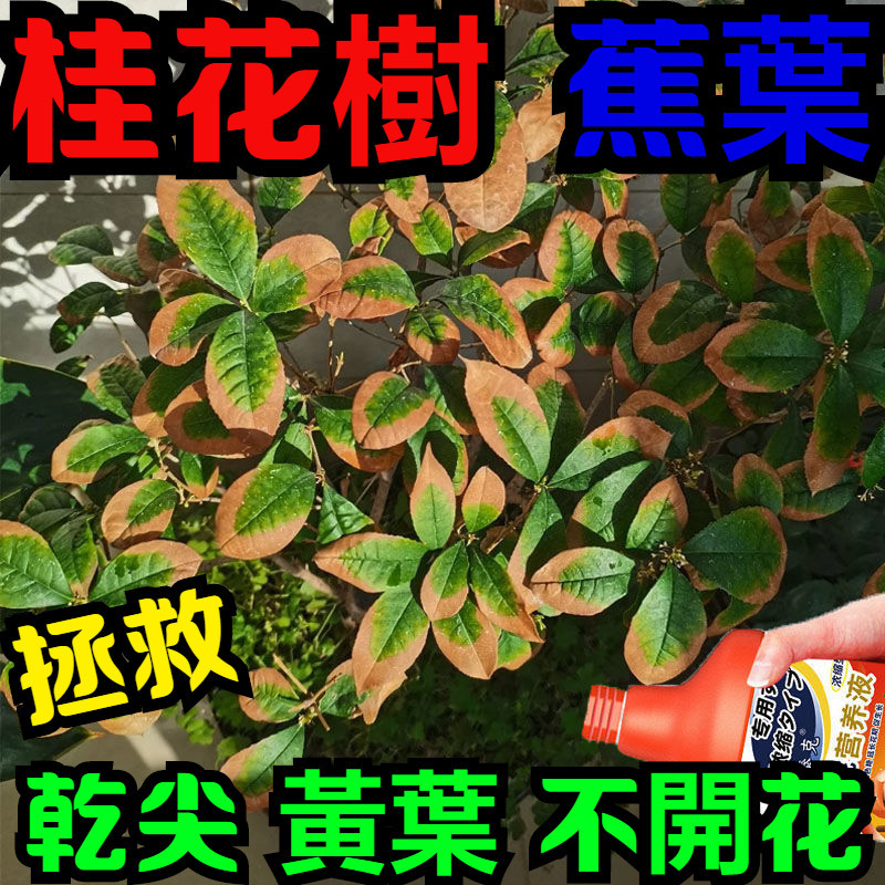 臺灣出貨 【急救複活】桂花樹營養液桂花枯病黃葉焦葉尖幹葉斑病落葉專用肥