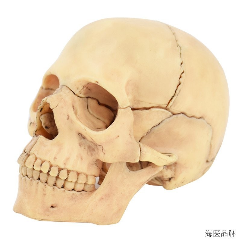質感小型彩色拆分顱骨模型 拆裝頭骨模型 15部分可拆解骷髏頭模型 FUF4