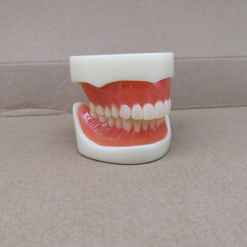 小百合模全口覆蓋式活動義齒模型 半口種植牙模型 磁性附著吸附式假牙模具模型展示模型
