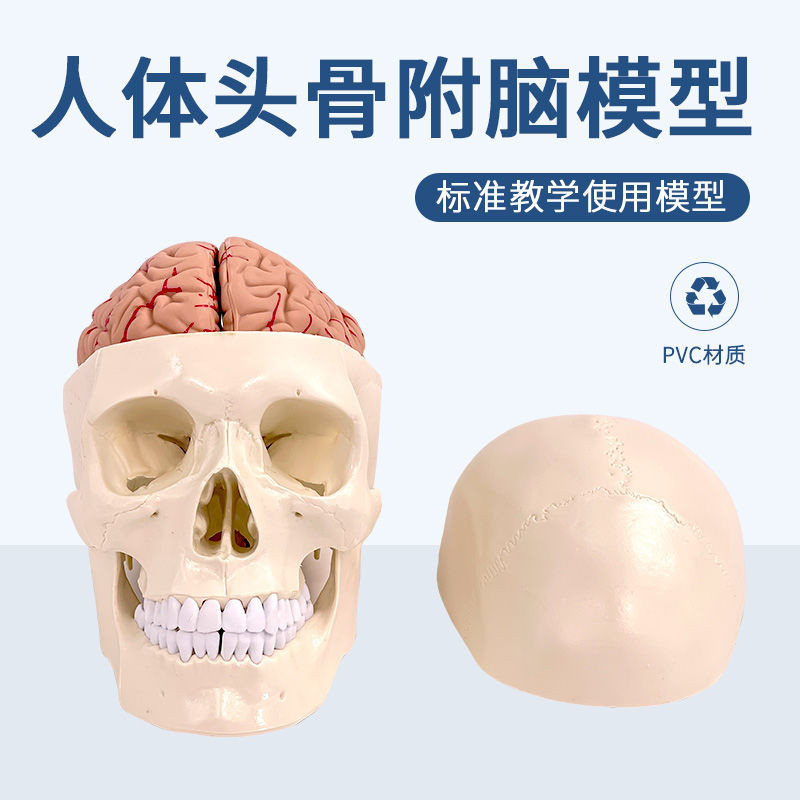小百合模正品1:1醫學用高端人體頭骨模型頭顱骨解剖標本骨骼模型純白頭骨模型展示模型