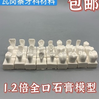 小百合模口腔學習練習雕牙參照模型 1.2倍牙齒比對石膏模型帶底座全口28顆模型展示模型