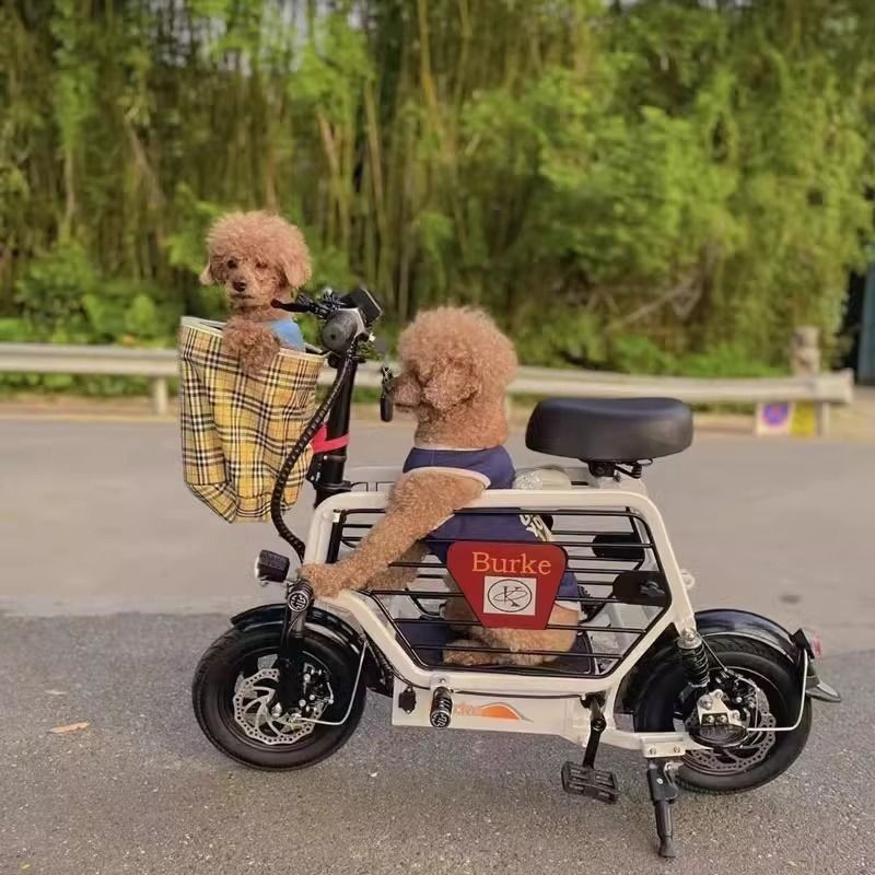 💮柏克小型電動車女新國標寵物車親子款帶娃接送孩子鋰電折疊電瓶車