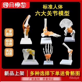 🔥熱賣/可開發票統編/免運🔥 膝關節模型附韌帶人體骨骼敎學練習醫學功能展示肩頸脊椎骨架骨科 L2ED