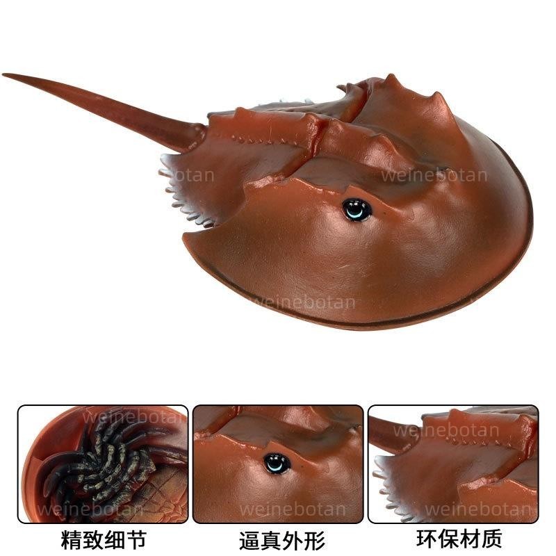 台灣熱銷 兒童仿真實心海洋動物世界模型中華鱟馬蹄蟹美洲鱟魚模型玩具擺件