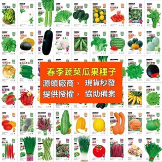 蔬菜速生五十天可生長可多次採摘 家庭蔬菜種子客家芥菜 番茄種子 蔬菜種子大全 四季播種蔬菜種子 陽臺庭院種植菜盆栽種子