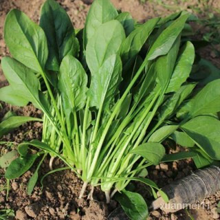 SH四季菠菜種子 大葉菠菜種子 小葉菠菜種子 陽臺盆栽蔬菜種子原裝 大田用種 耐熱耐寒高產量