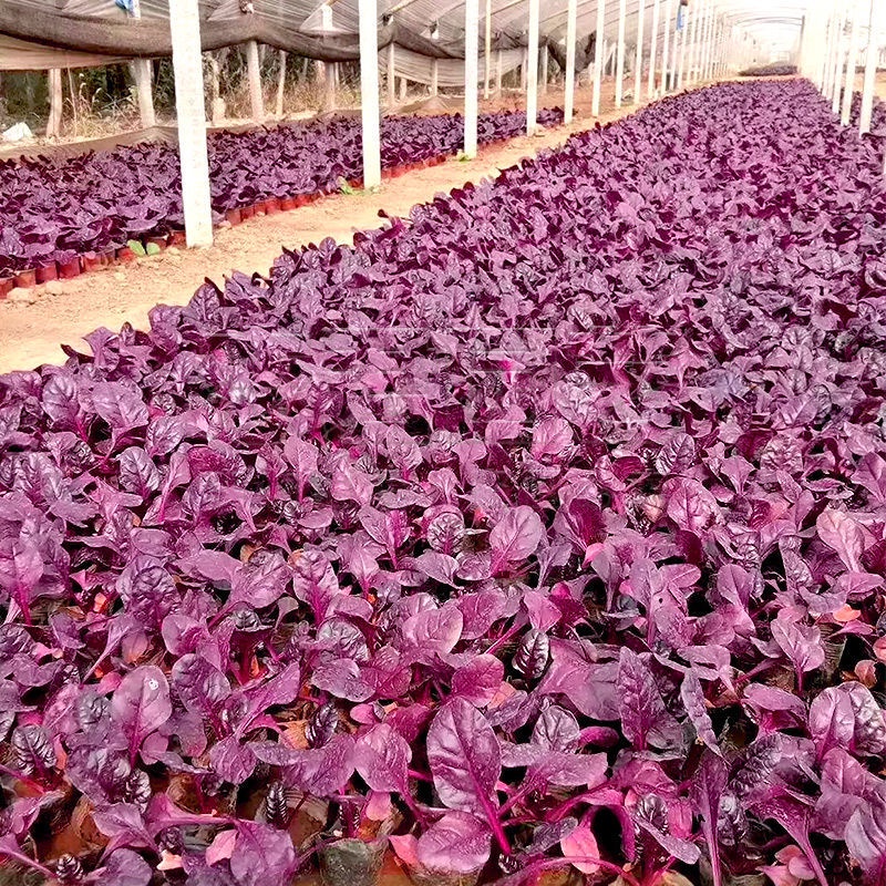 春夏秋播種 富鐵菠菜種子 紫菠菜 紅菠菜 觀賞食用菠菜種子高产量