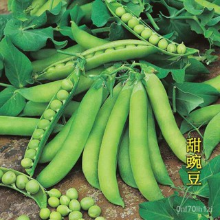 SH甜脆豌豆種子 臺灣76號豌豆 臺灣長壽仁豌豆 紫豌豆 四季青豌豆尖荷蘭豆種籽蔬菜籽 豆莢籽高產量