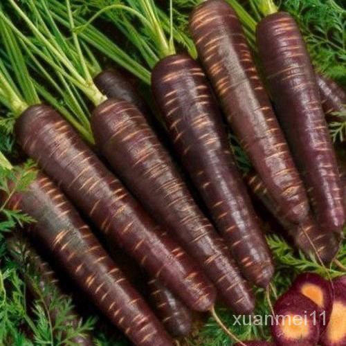 蔬菜種子 紫參胡蘿蔔 黃胡蘿蔔  黃胡蘿蔔 貝塔水果 胡蘿蔔 陽台庭院室內盆栽紫色胡蘿蔔籽高产量