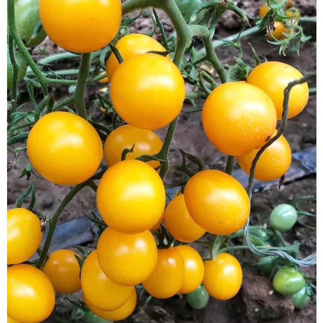 蔬菜種子 黃色聖女果種子 紅聖女果 櫻桃小番茄 西紅柿種籽黃金籽子高产量