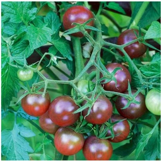 💕台灣💋【番茄大全】超低價 番茄盆栽蔬菜種子 聖女果 小番茄 水果室內外矮生番茄種子